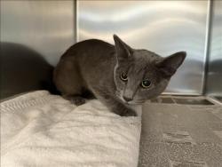Shelter Stray Male Cat last seen , San Pedro, CA 90731
