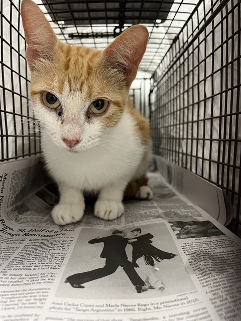 Shelter Stray Unknown Cat last seen Near BLOCK NW 21 CT, SUNRISE FL 33322, Davie, FL 33312