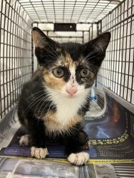 Shelter Stray Unknown Cat last seen Near BLOCK NW 21 CT, SUNRISE FL 33322, Davie, FL 33312