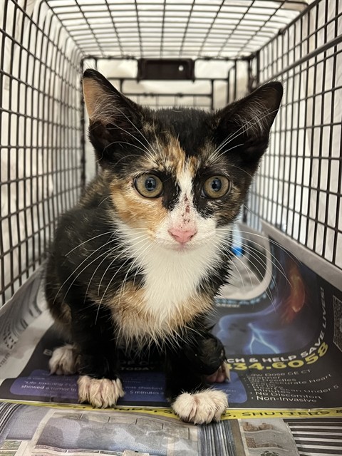 Shelter Stray Unknown Cat last seen Near BLOCK NW 21 CT, SUNRISE FL 33322, Davie, FL 33312