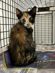 Shelter Stray Unknown Cat last seen Near BLOCK NW 21 CT, SUNRISE FL 33322, Davie, FL 33312