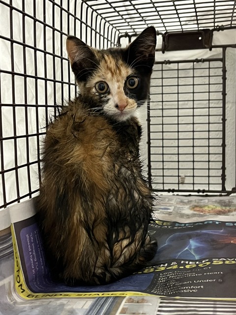 Shelter Stray Unknown Cat last seen Near BLOCK NW 21 CT, SUNRISE FL 33322, Davie, FL 33312
