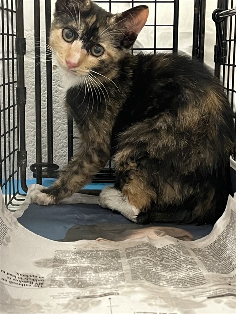 Shelter Stray Unknown Cat last seen Near BLOCK NW 21 CT, SUNRISE FL 33322, Davie, FL 33312
