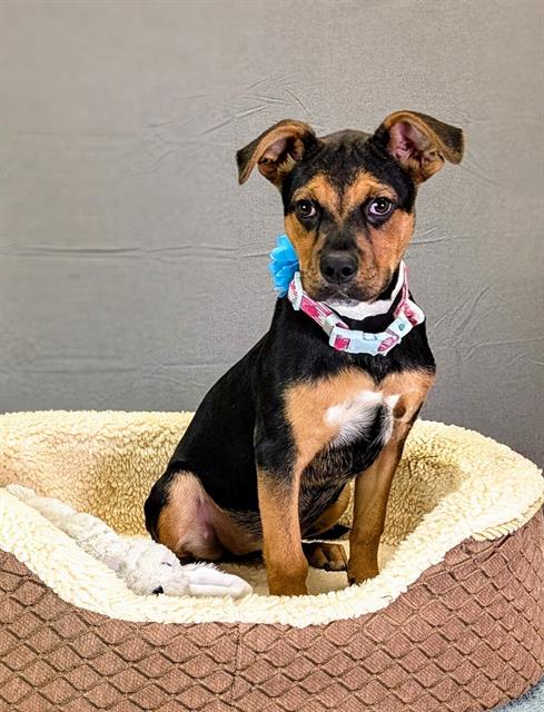 Shelter Stray Female Dog last seen Near BLOCK PETLAND PL, Thousand Palms, CA 92276