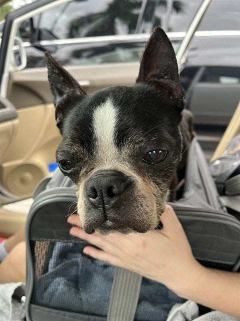 Shelter Stray Unknown Dog last seen Near BLOCK NW 33 ST, SUNRISE FL 33323, Davie, FL 33312