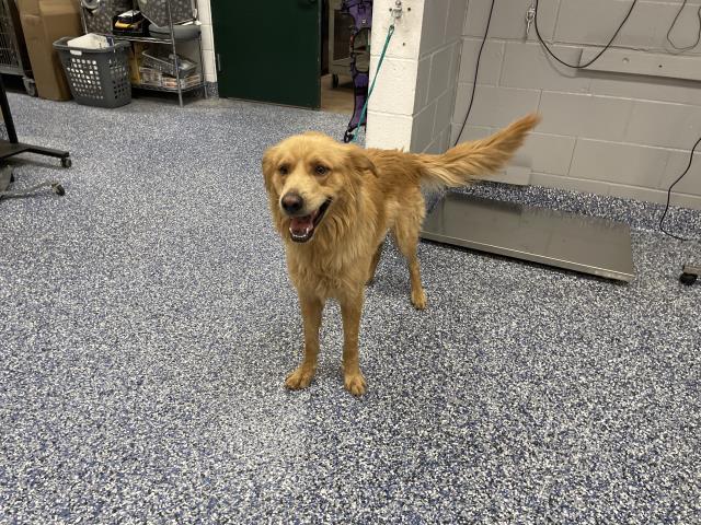 Shelter Stray Male Dog last seen Near BLOCK 52ND AVE, COACHELLA, CA, Thousand Palms, CA 92276