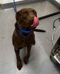 Shelter Stray Male Dog last seen W FLORIDA AVE, HEMET, CA, San Jacinto, CA 92582