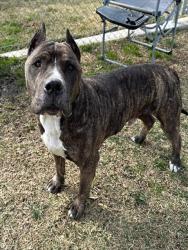 Shelter Stray Male Dog last seen S SANTA FE AVE/MAIN ST, SAN JACINTO CA 92583, San Jacinto, CA 92582