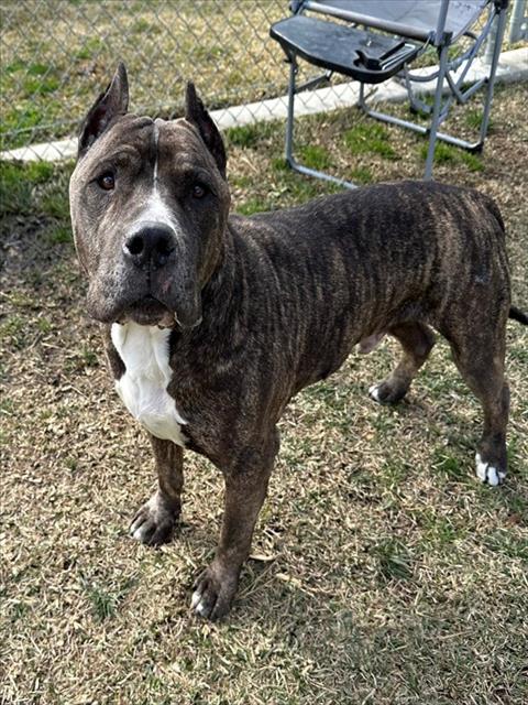 Shelter Stray Male Dog last seen S SANTA FE AVE/MAIN ST, SAN JACINTO CA 92583, San Jacinto, CA 92582