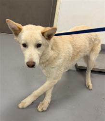 Shelter Stray Male Dog last seen WHITTIER/LAKE, San Jacinto, CA 92582