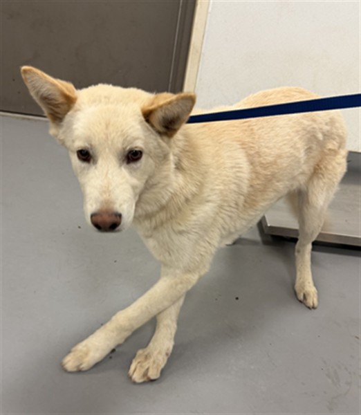 Shelter Stray Male Dog last seen WHITTIER/LAKE, San Jacinto, CA 92582