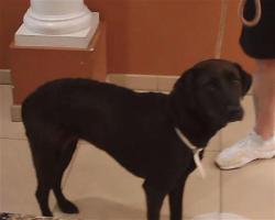 Shelter Stray Female Dog last seen CHANCEY RD AND FREEFALL AVE, Land O' Lakes, FL 34638