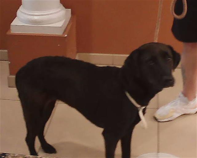 Shelter Stray Female Dog last seen CHANCEY RD AND FREEFALL AVE, Land O' Lakes, FL 34638