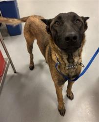 Shelter Stray Male Dog last seen Near BLOCK MILKWEED LN, PERRIS CA 92571, San Jacinto, CA 92582