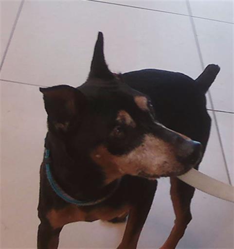 Shelter Stray Male Dog last seen CRYSTAL SPRINGS ROAD, Land O' Lakes, FL 34638