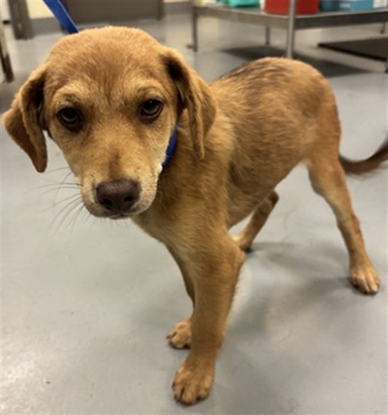 Shelter Stray Male Dog last seen Near BLOCK CENTRAL AVE, NUEVO, CA, San Jacinto, CA 92582