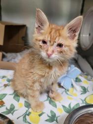 Shelter Stray Male Cat last seen CITRUS AND JEFFERSON, Phoenix, AZ 85008