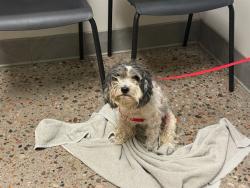 Shelter Stray Female Dog last seen N 49TH ST AND E CULVER ST, Phoenix, AZ 85008