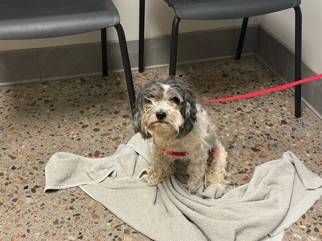 Shelter Stray Female Dog last seen N 49TH ST AND E CULVER ST, Phoenix, AZ 85008