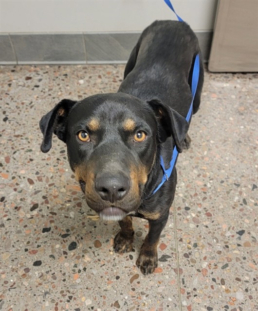 Shelter Stray Male Dog last seen , Phoenix, AZ 85008
