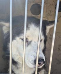 Shelter Stray Female Dog last seen Near BLOCK W OQUENDO RD, LAS VEGAS NV 89118, Las Vegas, NV 89101