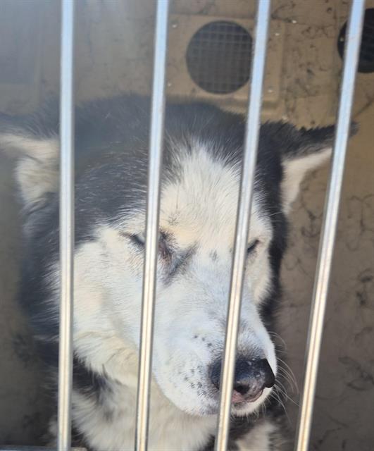 Shelter Stray Female Dog last seen Near BLOCK W OQUENDO RD, LAS VEGAS NV 89118, Las Vegas, NV 89101