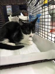 Shelter Stray Unknown Cat last seen , Los Angeles, CA 90047