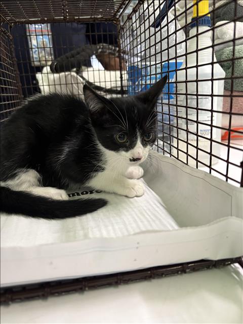Shelter Stray Male Cat last seen , Los Angeles, CA 90047