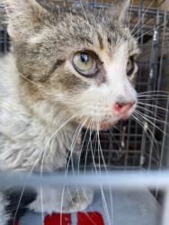 Shelter Stray Unknown Cat last seen Near BLOCK BANNOCK WAY, LAS VEGAS NV 89107, Las Vegas, NV 89101