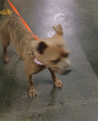 Shelter Stray Female Dog last seen , Los Angeles, CA 90047