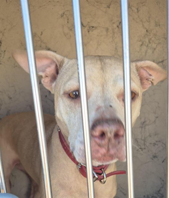 Shelter Stray Female Dog last seen Near BLOCK W OQUENDO RD, LAS VEGAS NV 89118, Las Vegas, NV 89101