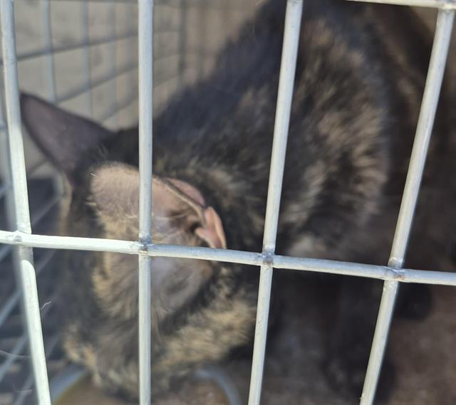 Shelter Stray Female Cat last seen Near BLOCK W OQUENDO RD, LAS VEGAS NV 89118, Las Vegas, NV 89101