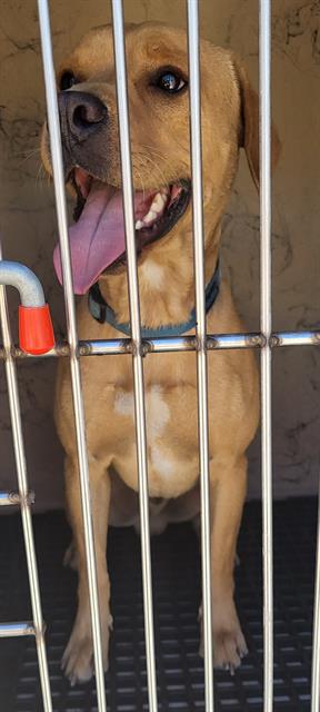 Shelter Stray Male Dog last seen Near BLOCK DESERT FLOWER DR, LAS VEGAS NV 89156, Las Vegas, NV 89101
