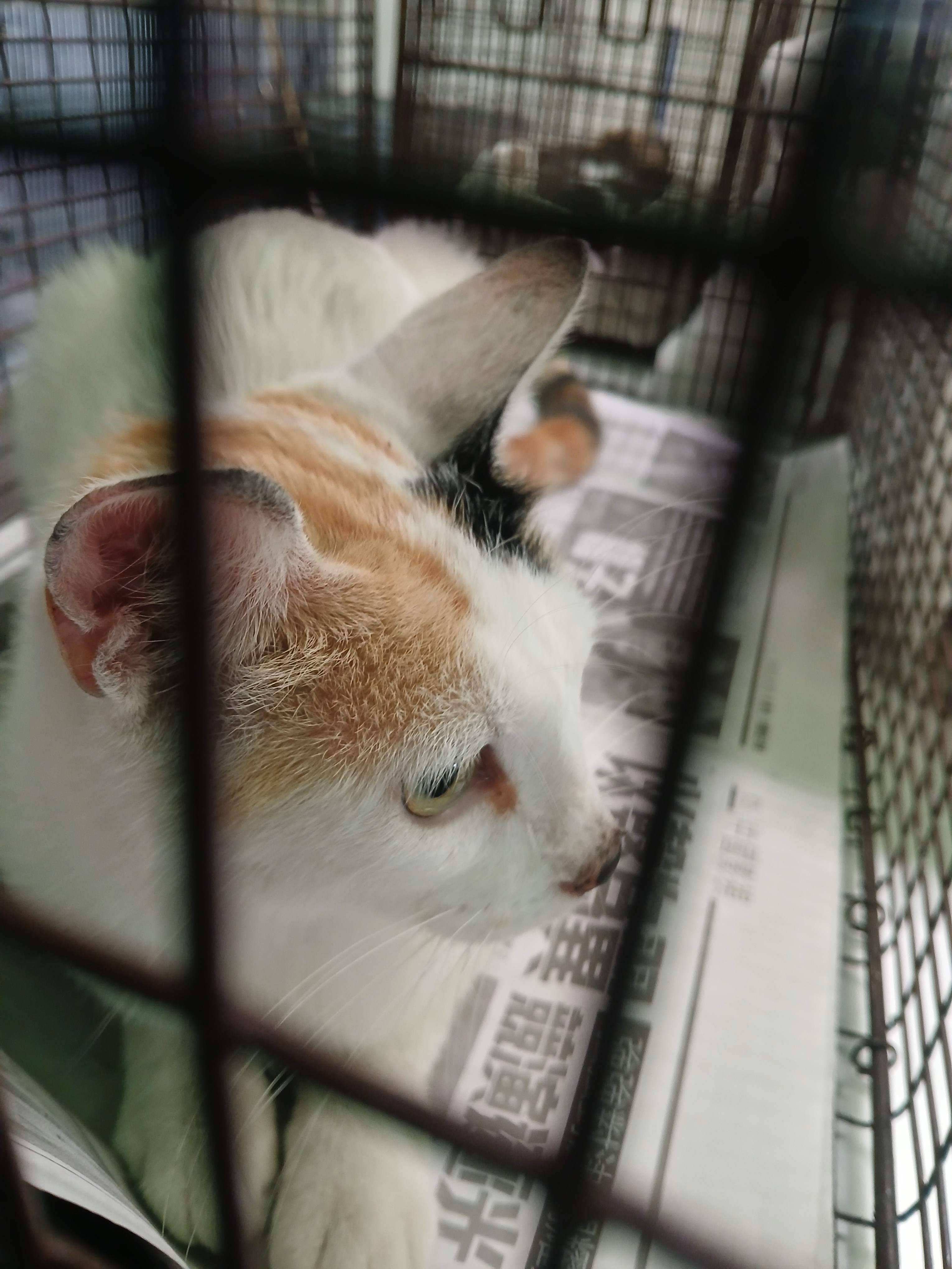 Shelter Stray Female Cat last seen , Los Angeles, CA 90047