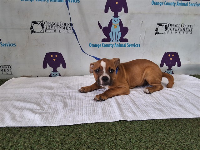 Shelter Stray Female Dog last seen , Orlando, FL 32839