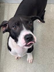 Shelter Stray Female Dog last seen , Fayetteville, NC 28306