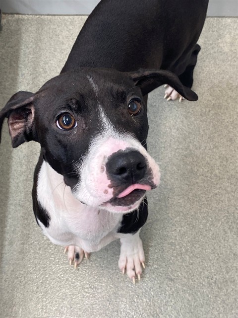 Shelter Stray Female Dog last seen , 4704 Corporation Dr, Fayetteville, NC 28306, USA