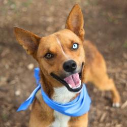 Shelter Stray Male Dog last seen SAN PABLO PLACE, San Antonio, TX 78227