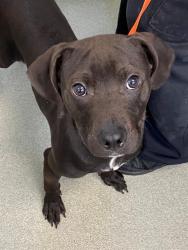 Shelter Stray Male Dog last seen , Fayetteville, NC 28306