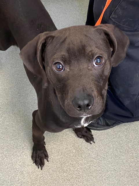 Shelter Stray Male Dog last seen , Fayetteville, NC 28306