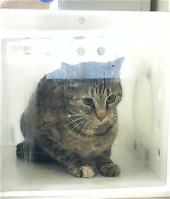 Shelter Stray Female Cat last seen Near BLOCK CONVOY LN, FAYETTEVILLE NC 28303, Fayetteville, NC 28306