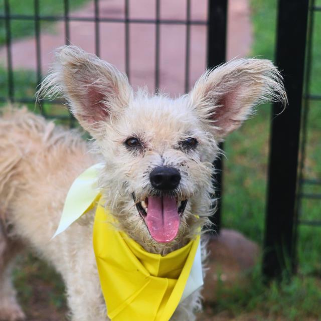 Shelter Stray Male Dog last seen PIPERS CREST, 4710 TX-151, San Antonio, TX 78227, USA