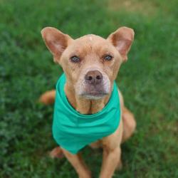 Shelter Stray Male Dog last seen Near BLOCK OAKWELL FARMS PKWY, San Antonio, TX 78227