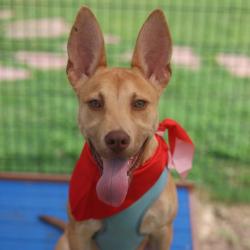 Shelter Stray Male Dog last seen BLOCK OF 100 RANCH VALLEY, San Antonio, TX 78227