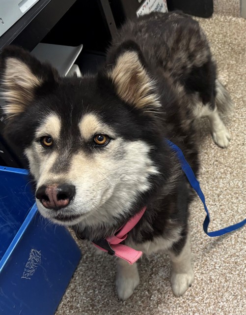 Shelter Stray Unknown Dog last seen Near BLOCK E 3RD ST, PUEBLO CO 81001, Pueblo, CO 81008