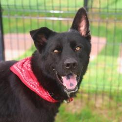 Shelter Stray Male Dog last seen Near BLOCK LA VIOLETA, San Antonio, TX 78227