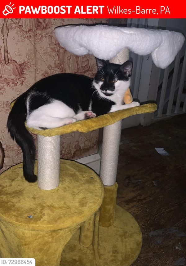 Lost Male Cat last seen Between heights elementary and G.A.R memorial middle school, Wilkes-Barre, PA 18702