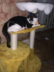 Lost Male Cat last seen Between heights elementary and G.A.R memorial middle school, Wilkes-Barre, PA 18702