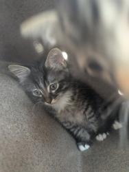 Shelter Stray Unknown Cat last seen Near BLOCK E US HWY 50 HWY, AVONDALE CO 81022, Pueblo, CO 81008