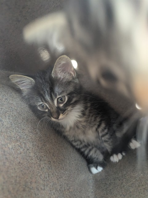Shelter Stray Unknown Cat last seen Near BLOCK E US HWY 50 HWY, AVONDALE CO 81022, Pueblo, CO 81008